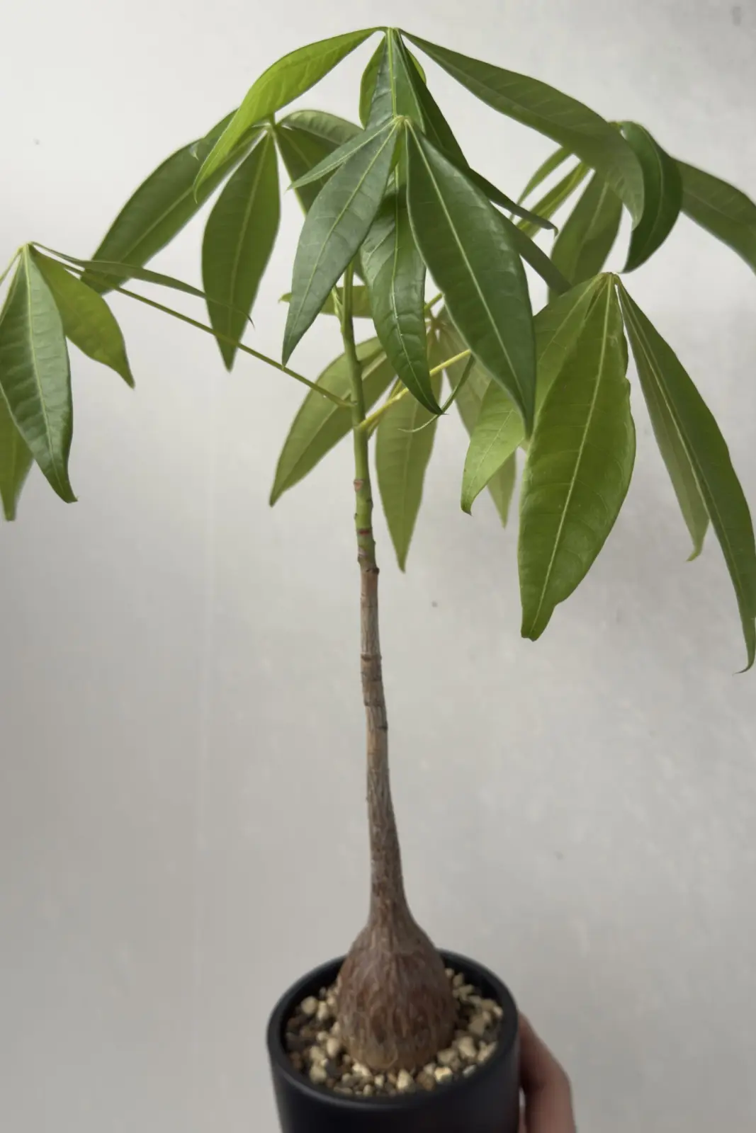 パキラ 実生 塊根植物