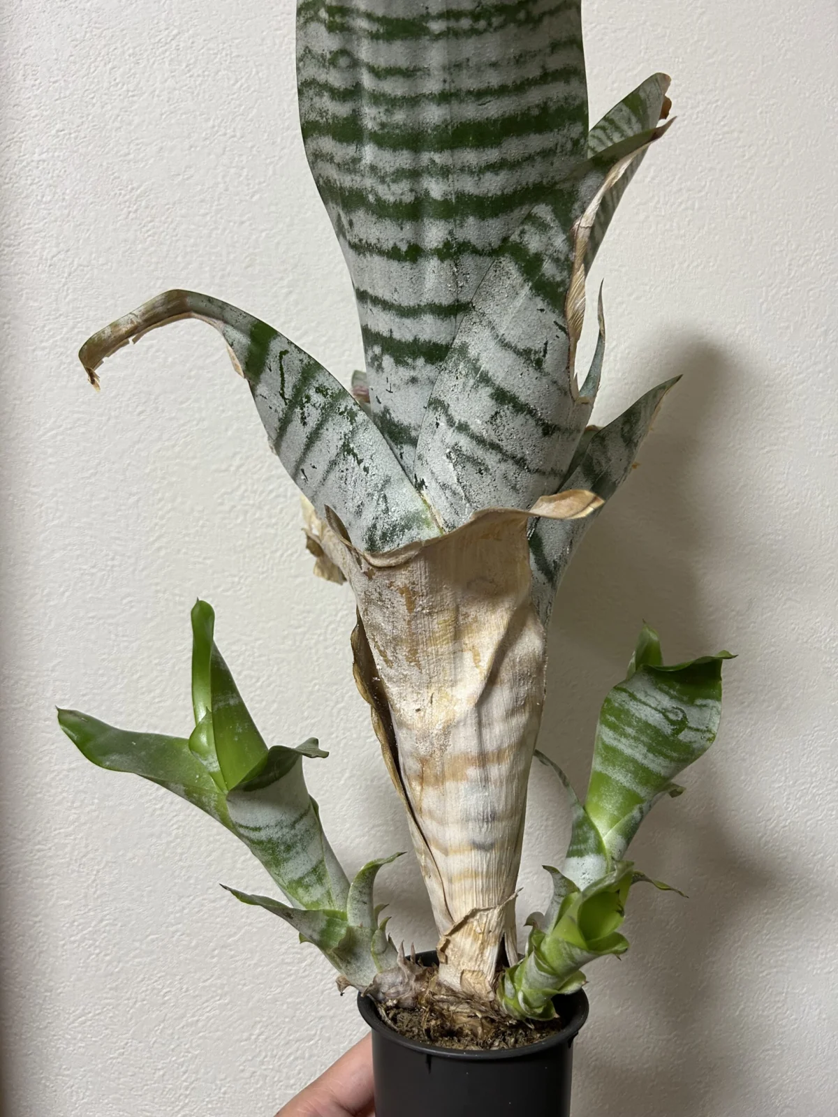 エクメア/ファッシアータ