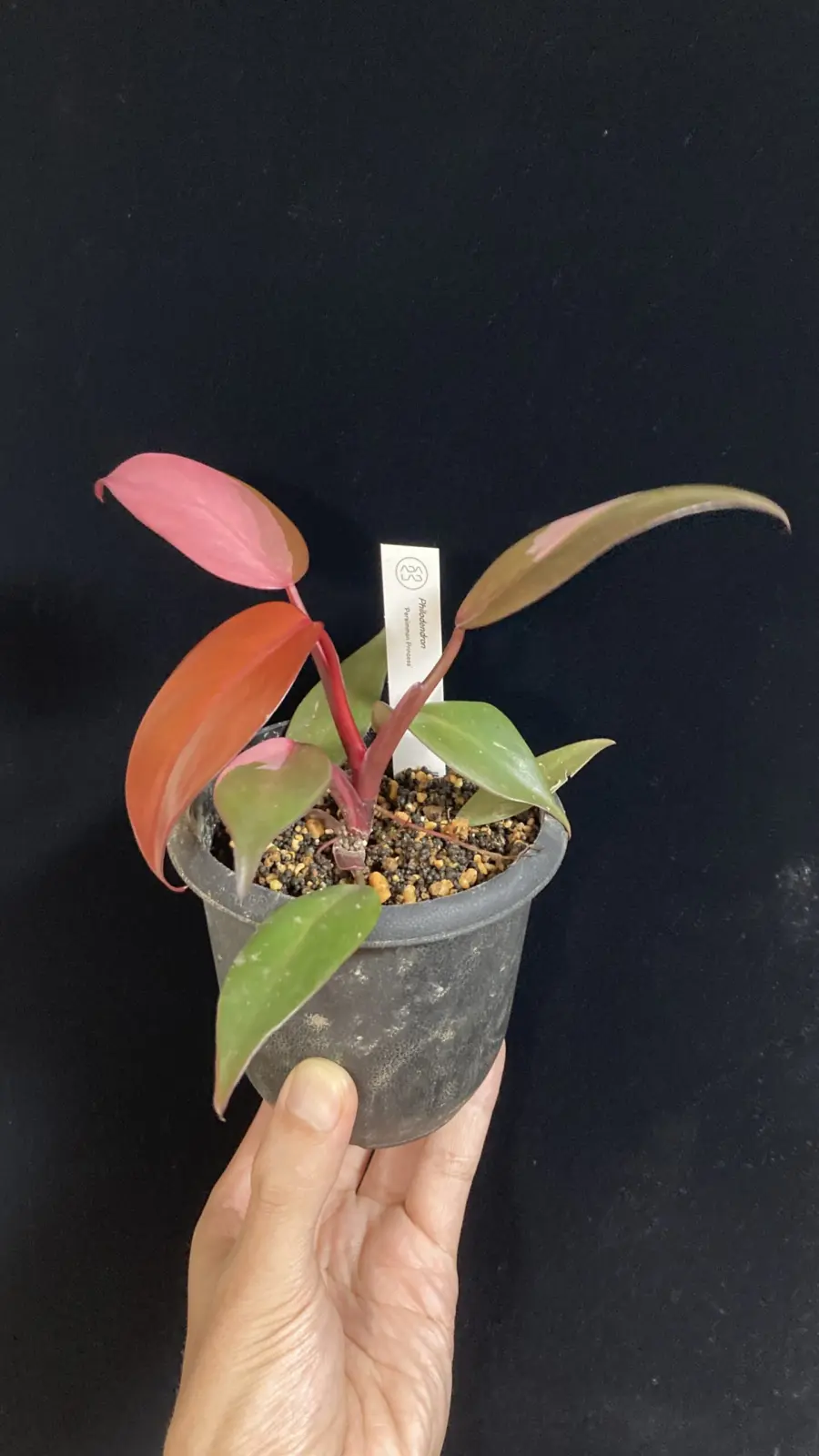 フィロデンドロン パーシモンプリンセス 柿色プリンセス