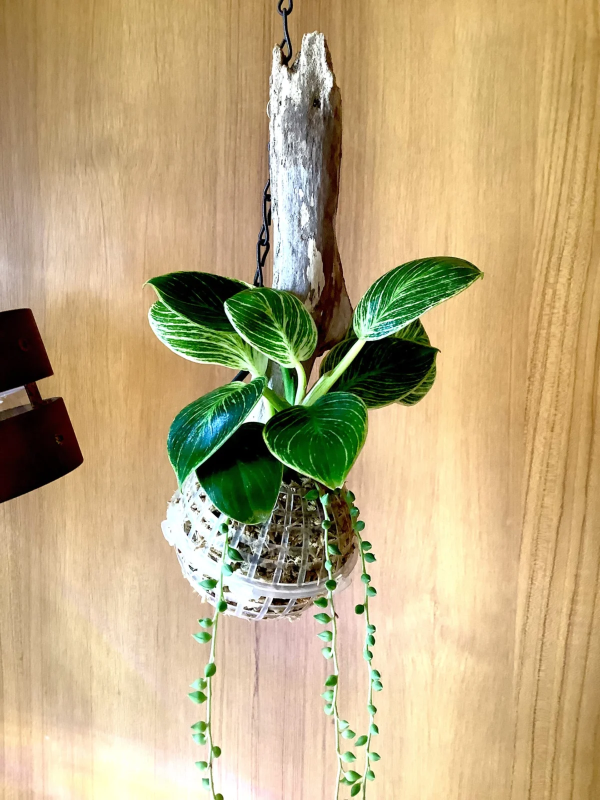 フィロデンドロン　バーキン