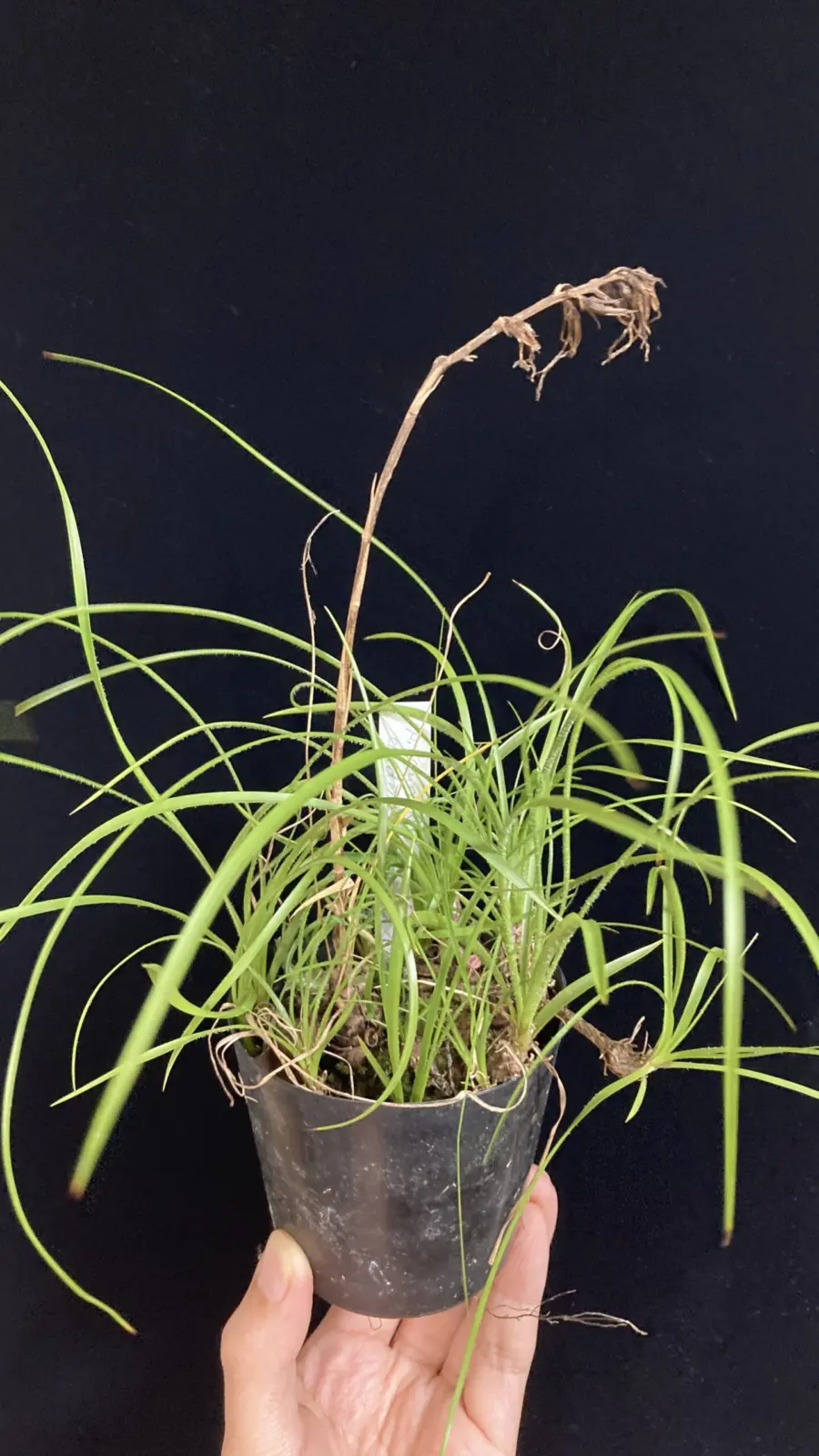 ピトカイルニア カルデナシイ