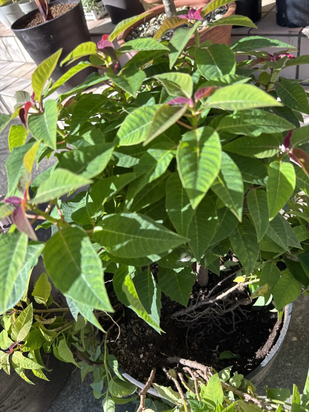 ポインセチア　害獣？