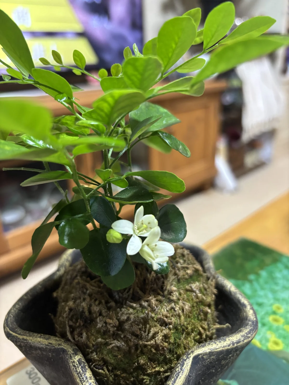 シルクジャスミン　花