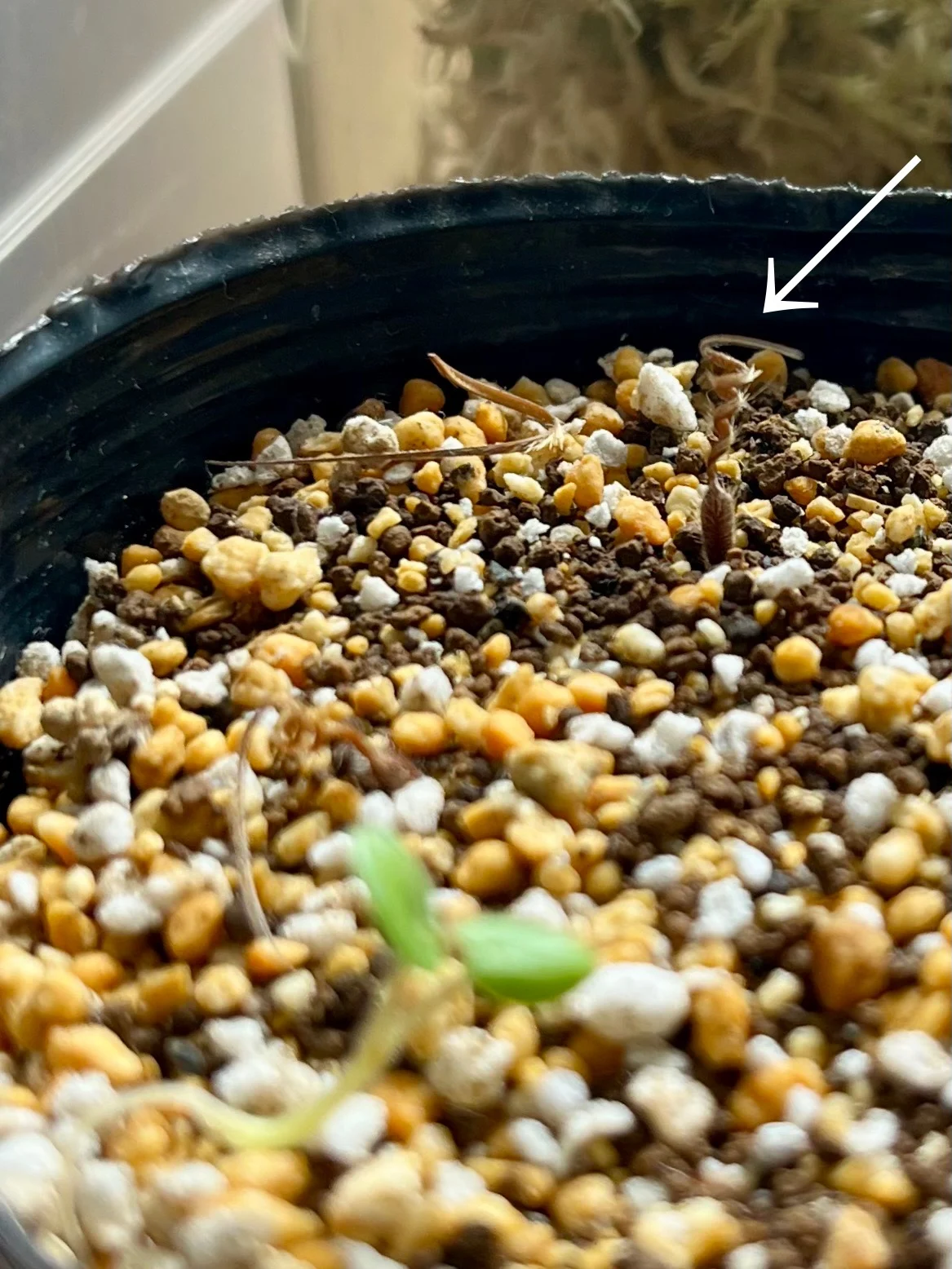 オランダフウロ　種子　実生