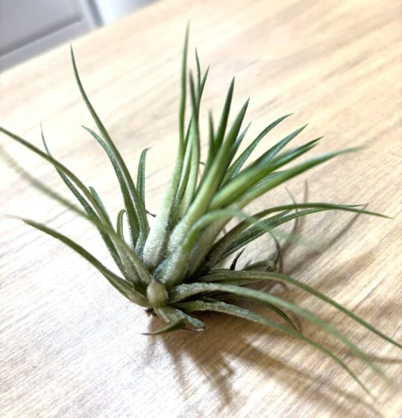 ティランジア　イオナンタ　斑入り　お片付け箱
