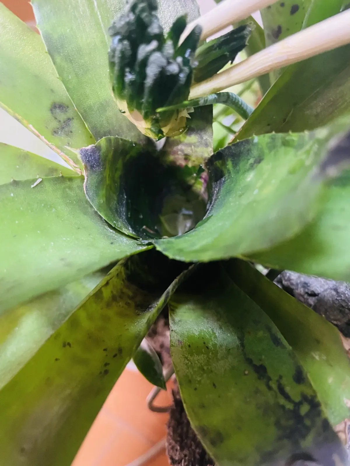 タンクブロメリア　ジャバプラム　花