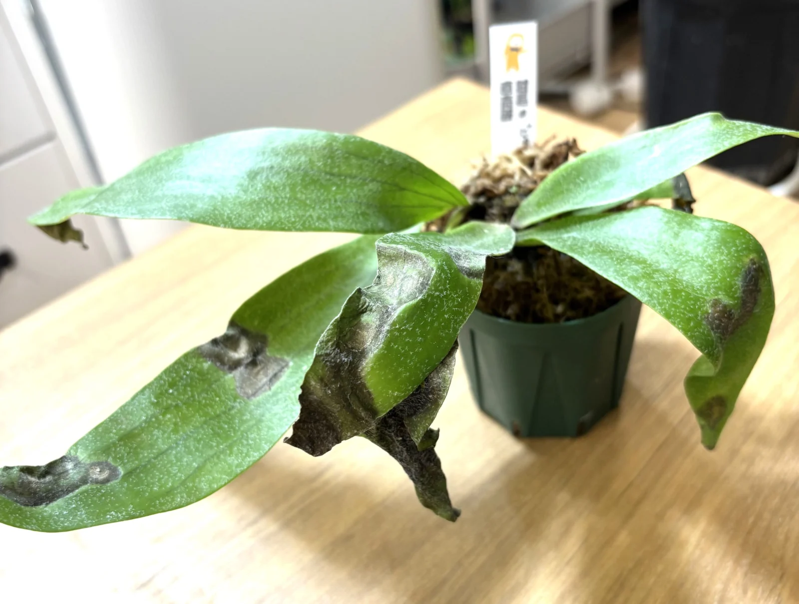 ビカクシダ　コモチ　不調