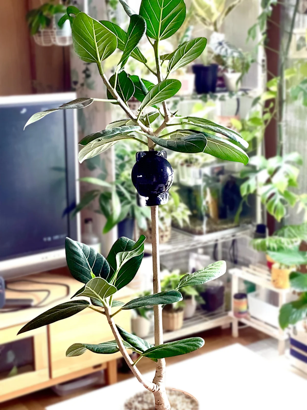 フィカス　ベンガレンシスオードリー