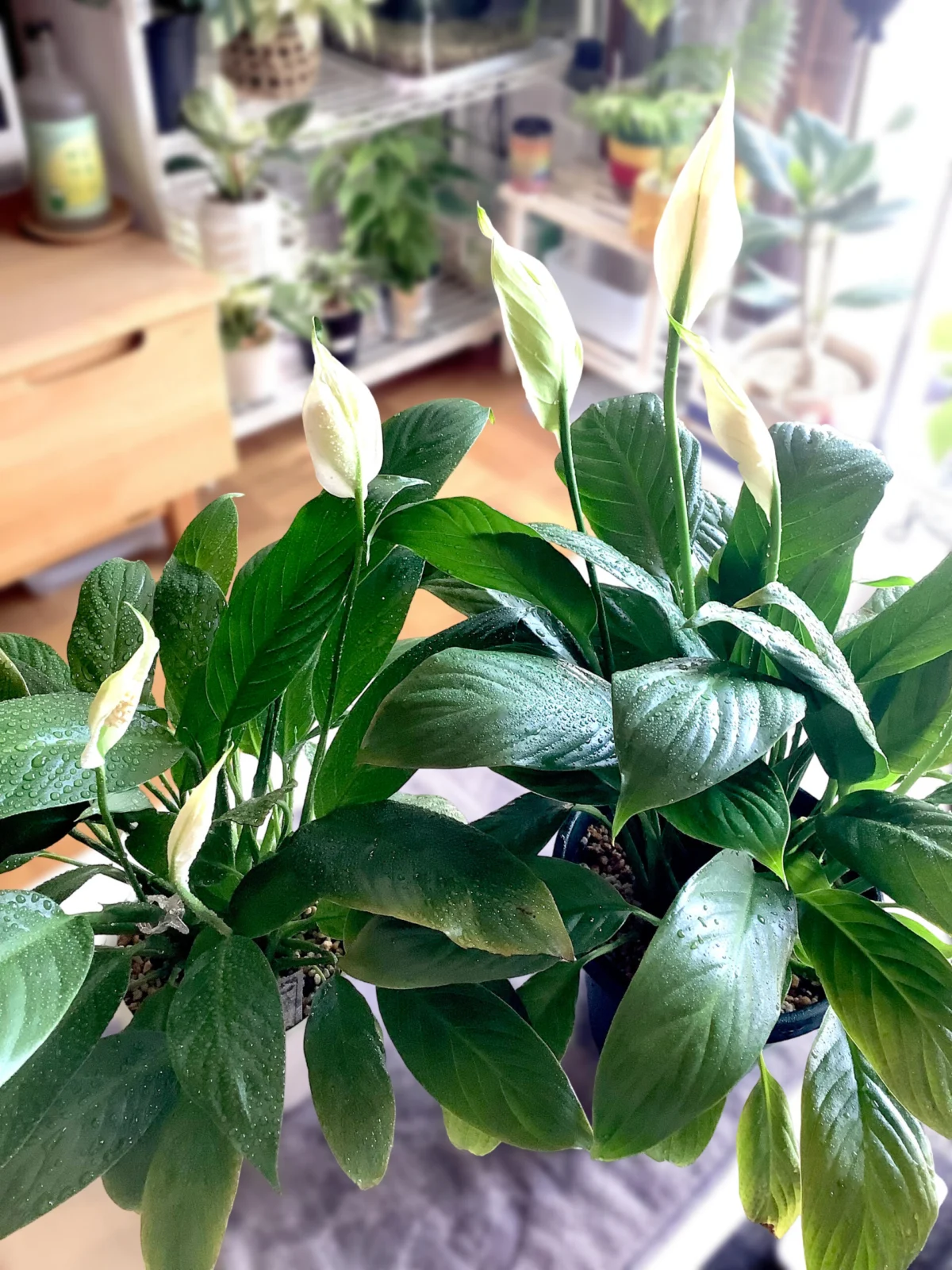 スパティフィラム