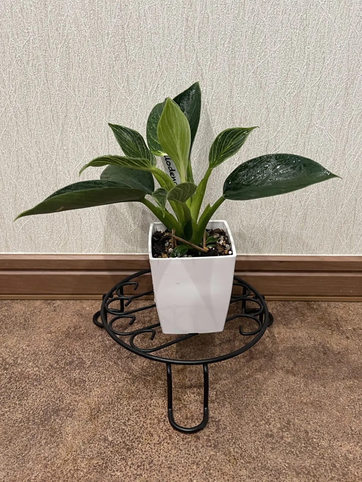 フィロデンドロン　バーキン　100均一