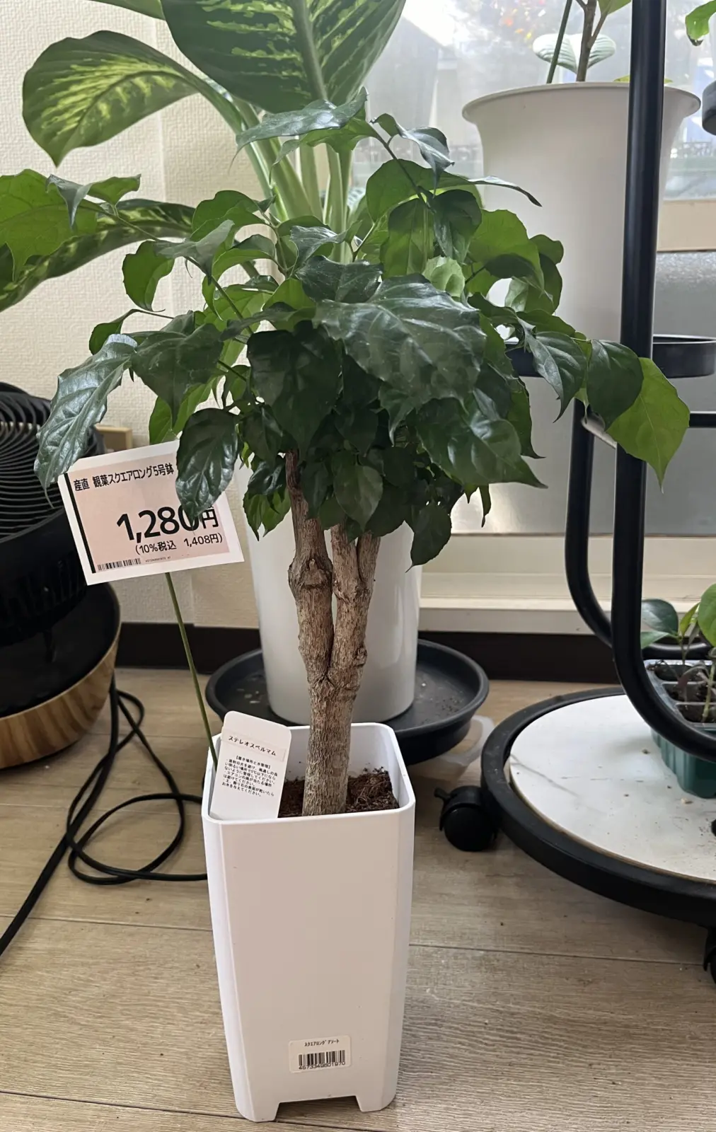 ステレオスペルマム