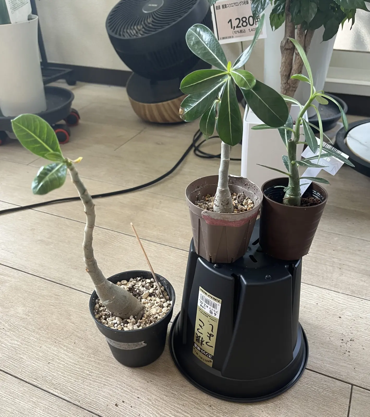 アデニウム　ダイソー　