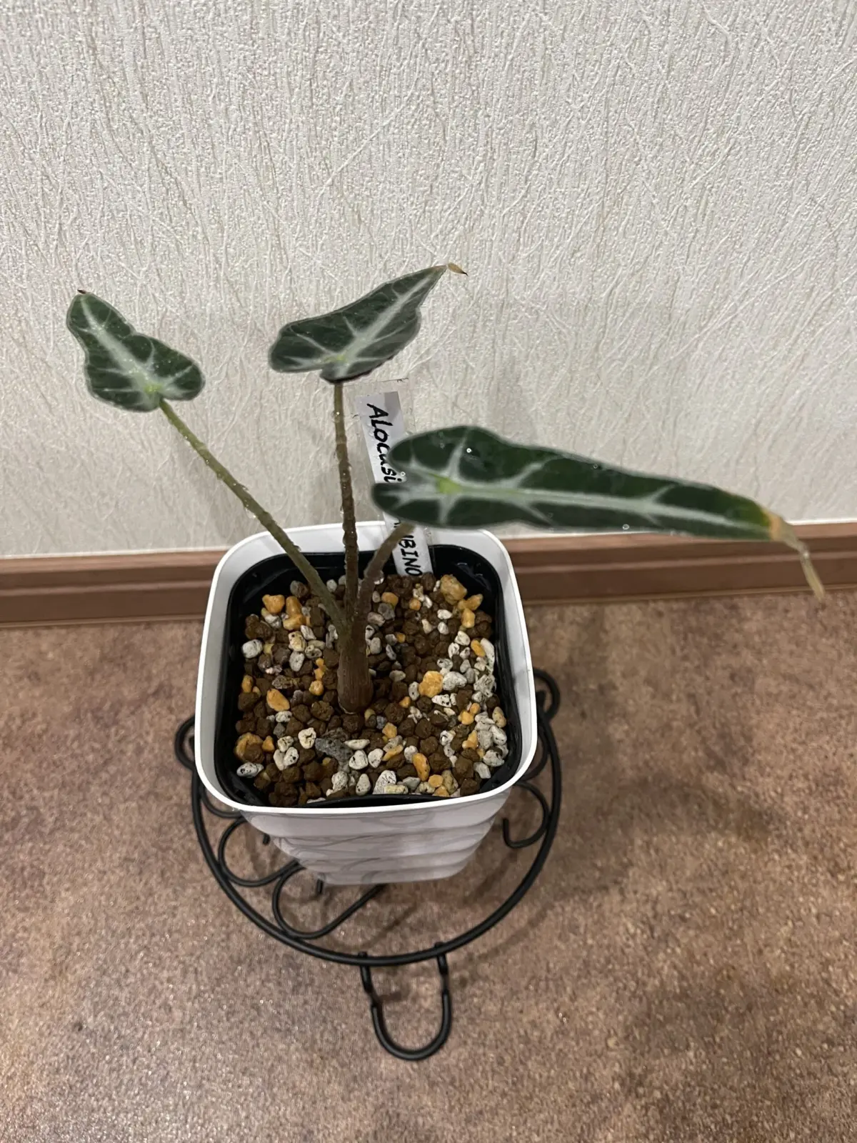 アロカシア　バンビーノアロー①