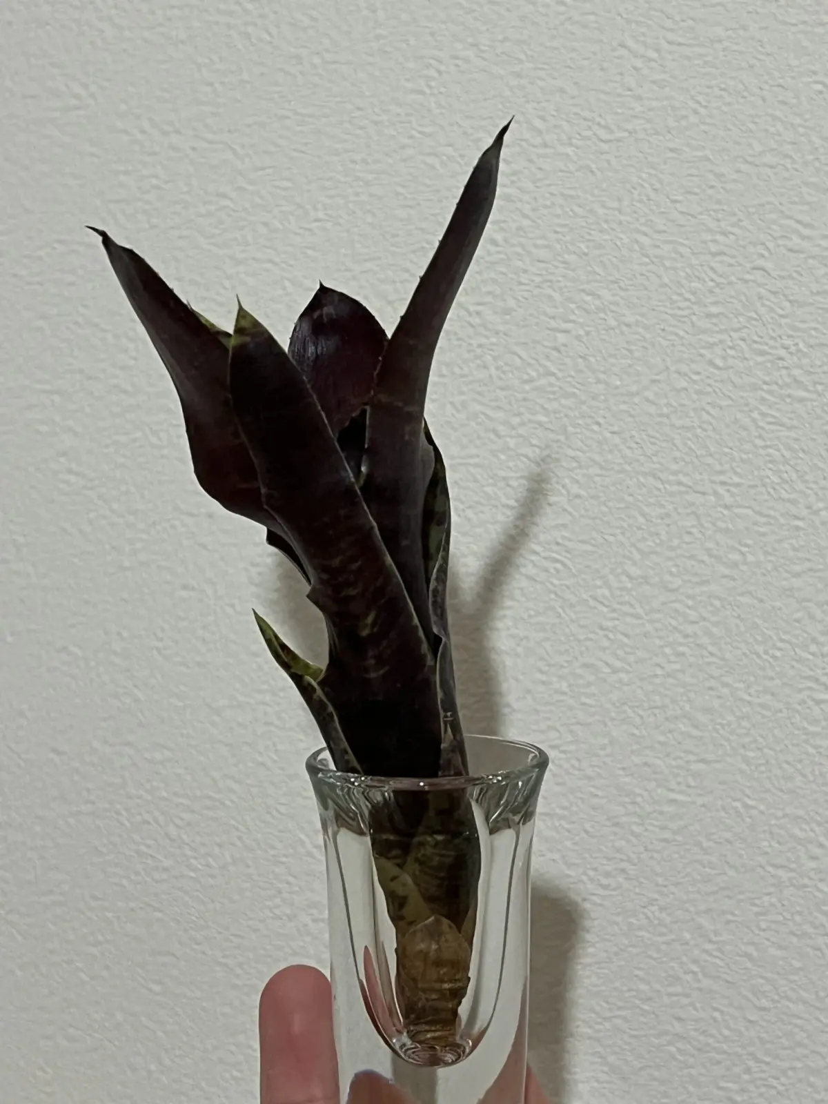 ネオレゲリア　ジャバプラム