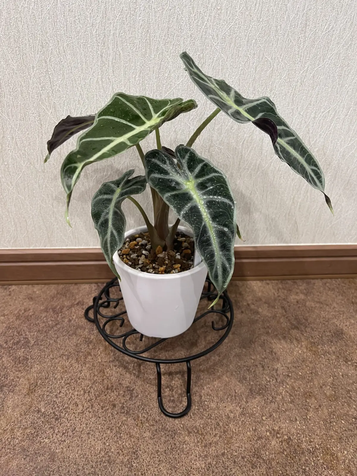 アロカシア　バンビーノA