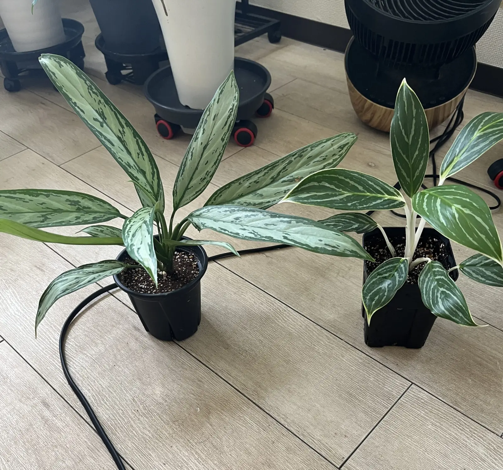 アグラオネマ　札落ち