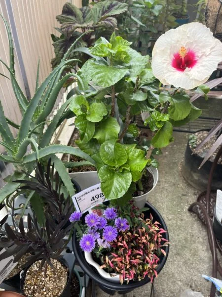 寄植え　アキランサス　アルテルナンテラ　ハイビスカス