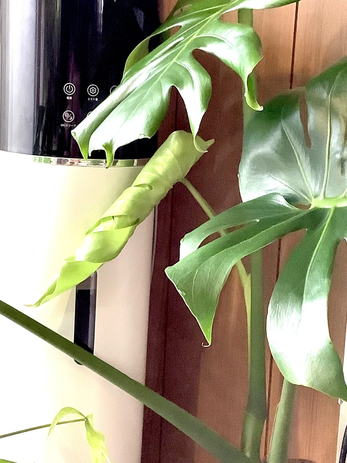 モンステラ　春のゆるふわドリ