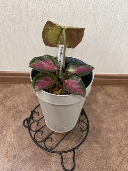 カラテア　ノーザンライト　見切り品①