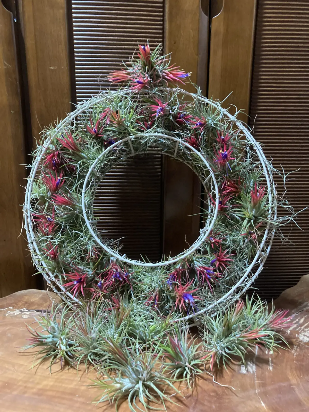 ティランジア イオナンタ フエゴ festival vol.3