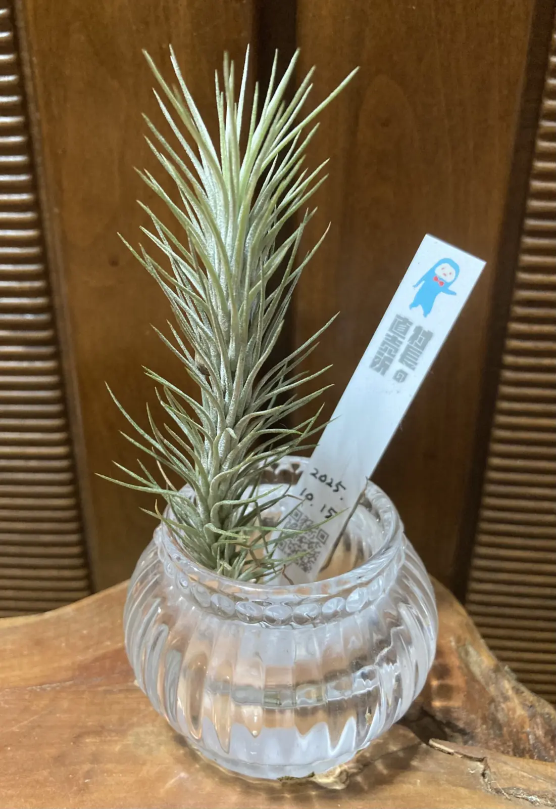 ティランジア フンキアナ シルバー from Hawaii