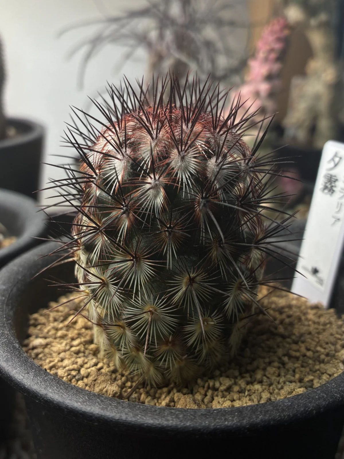 サボテン マミラリア 夕霧