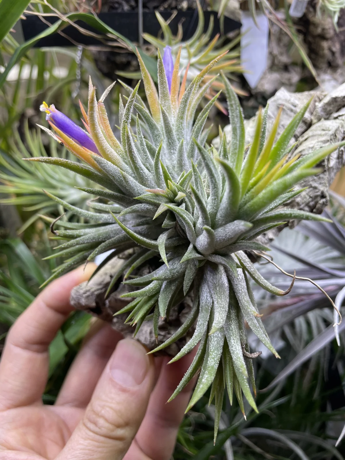 ティランジア　イオナンタ　ソル