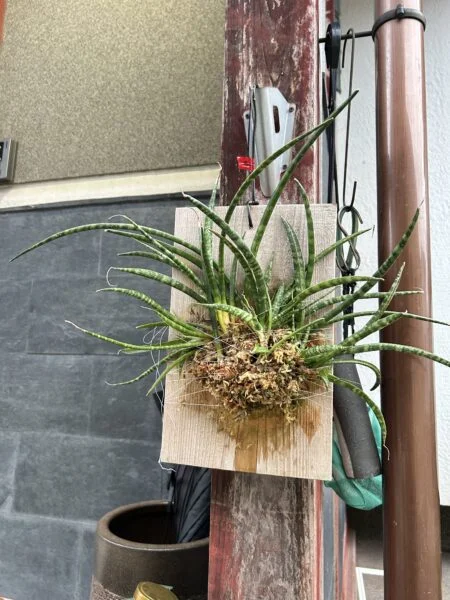サンセベリア ホソバ