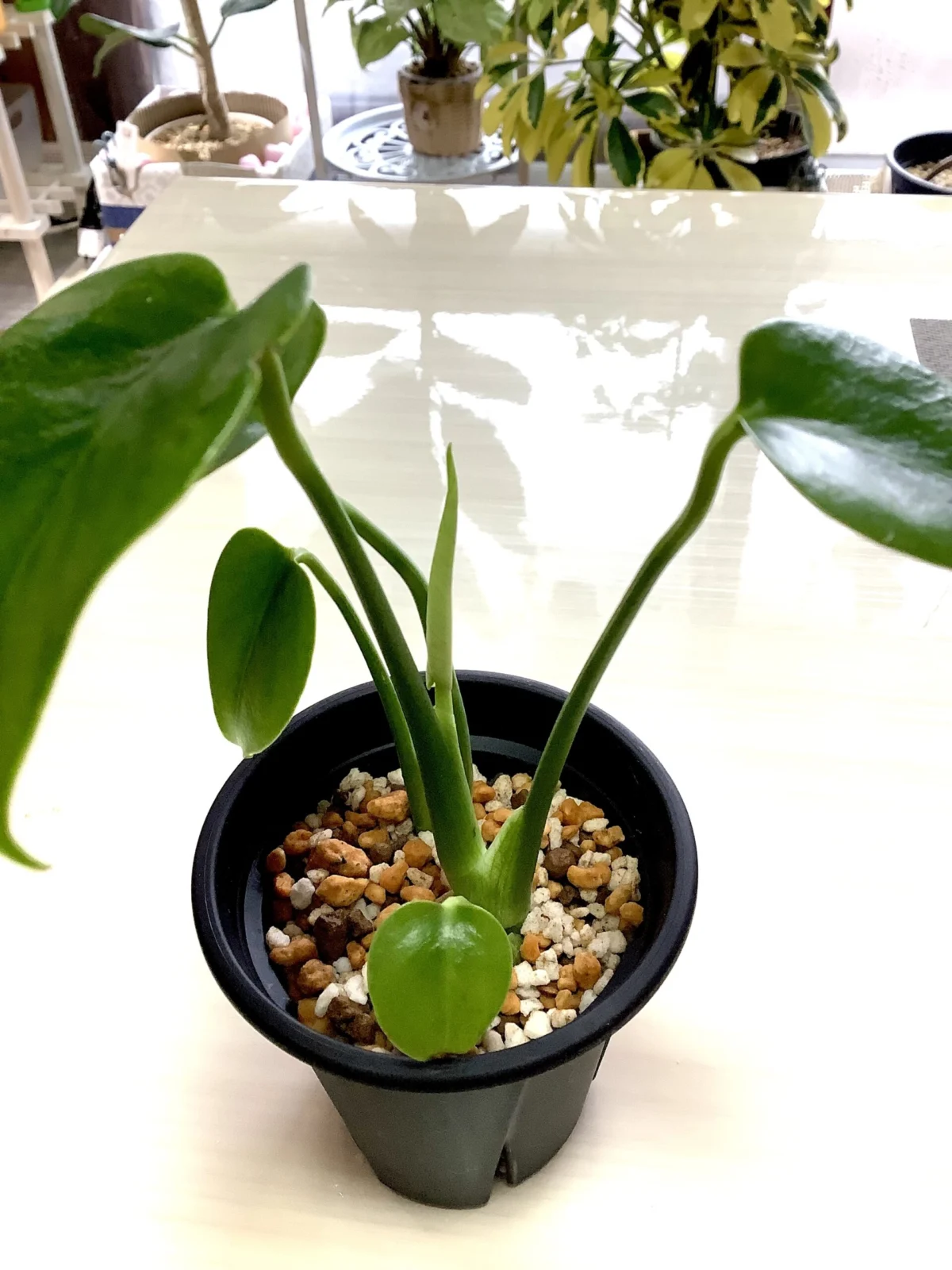 モンステラ　春のぷちドリ