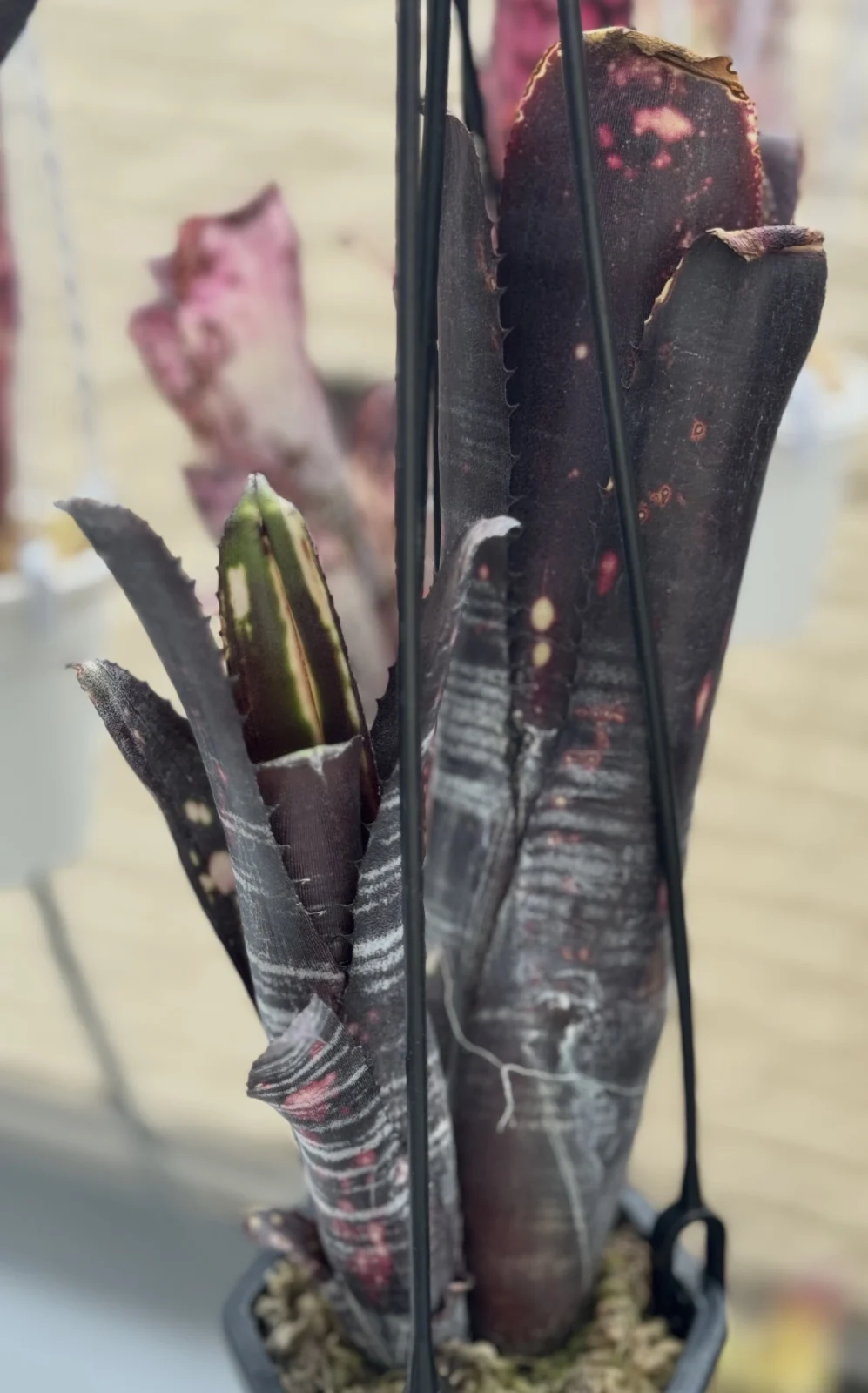 ビルベルギア　ダースベイダー　白い縦筋