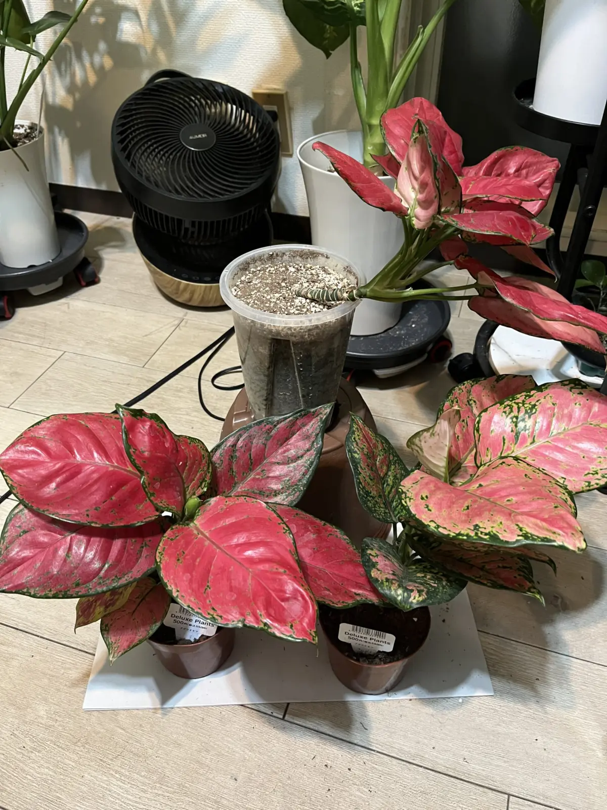 アグラオネマ　ビューティー　スタプロ