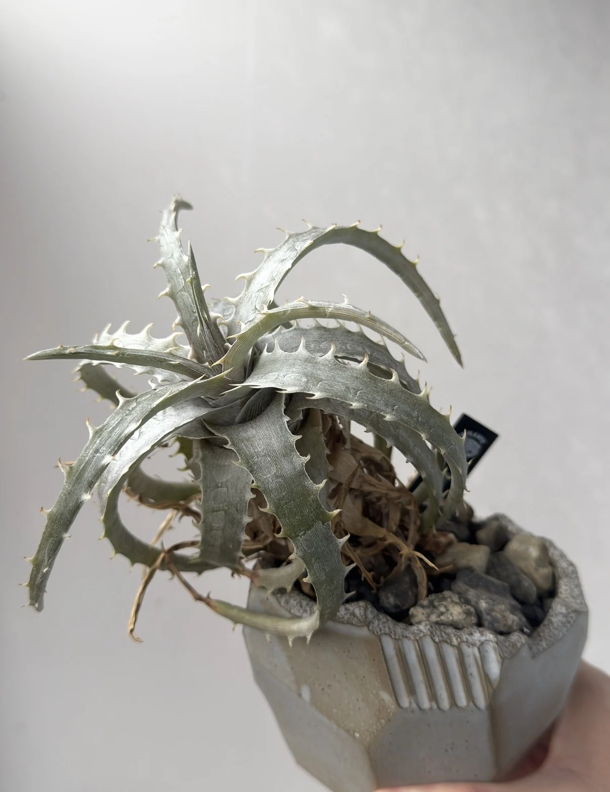 ディッキア ゴエリンギー