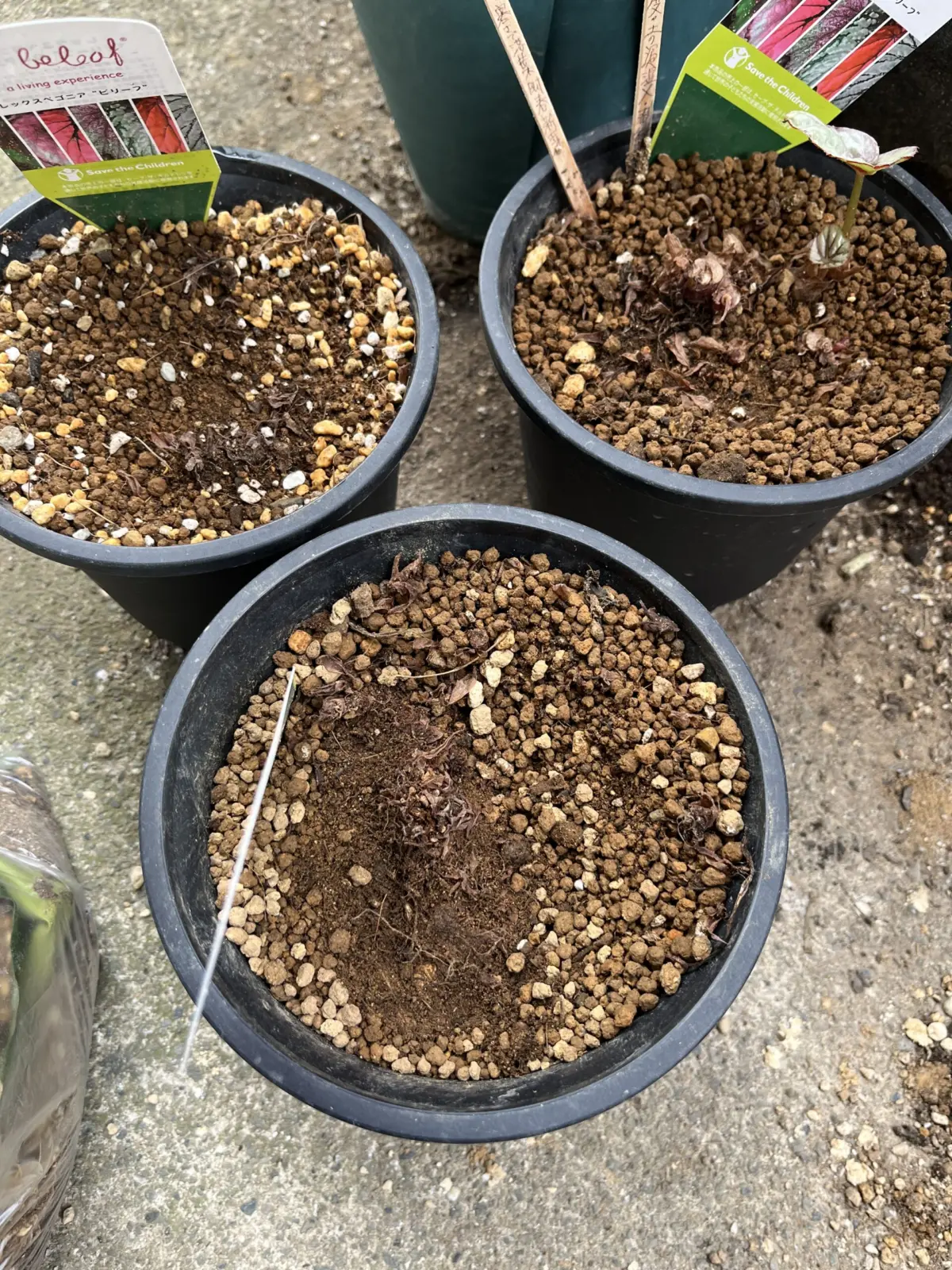 レックスベゴニア