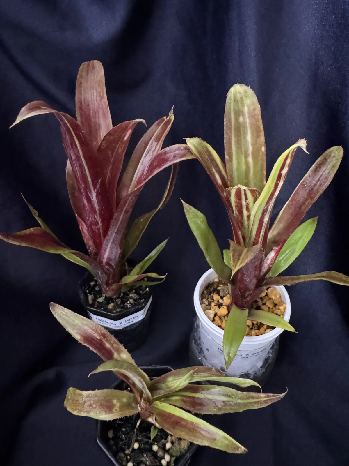 ビルベルギア　ハレルヤ×ダースベイダー　白い縦筋