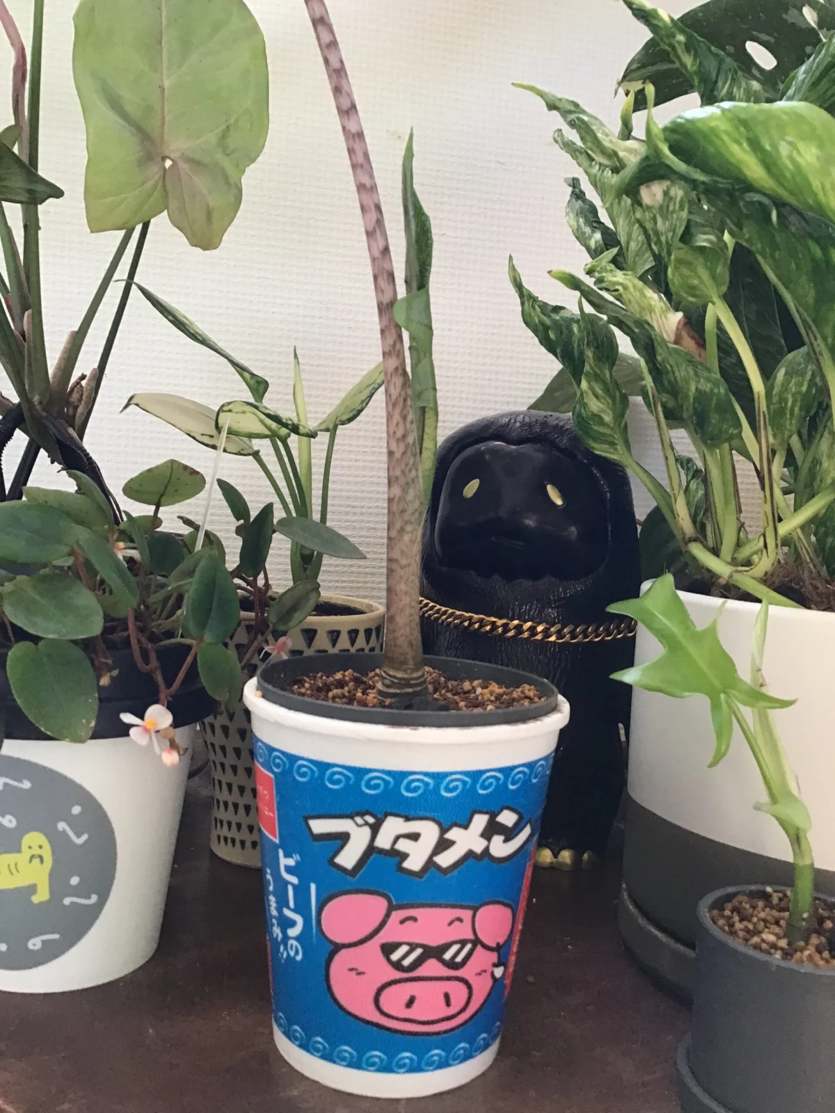 アロカシア ジャックリン ドリル