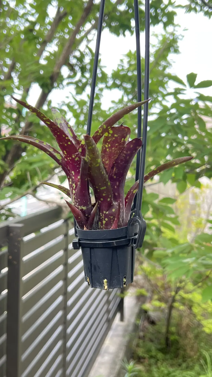 ネオレゲリア　ドミノ