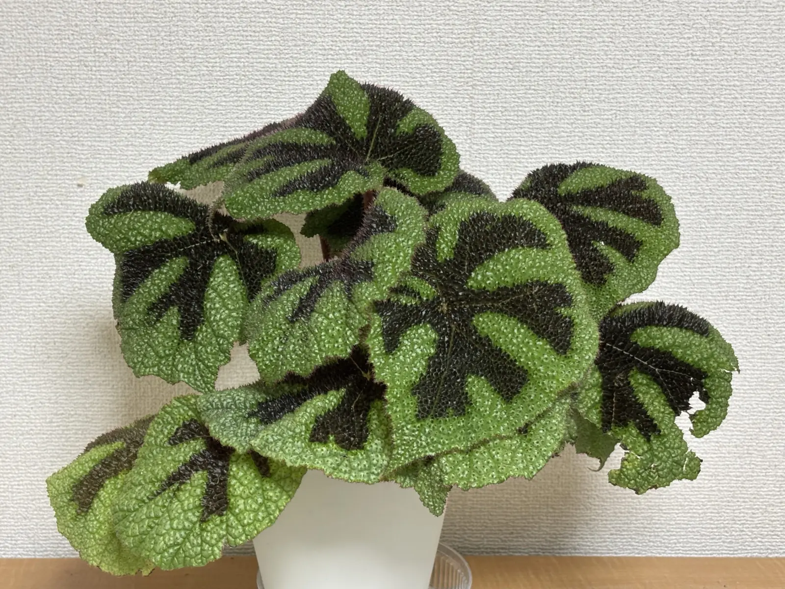 ベゴニア マッソニアナマクラータ