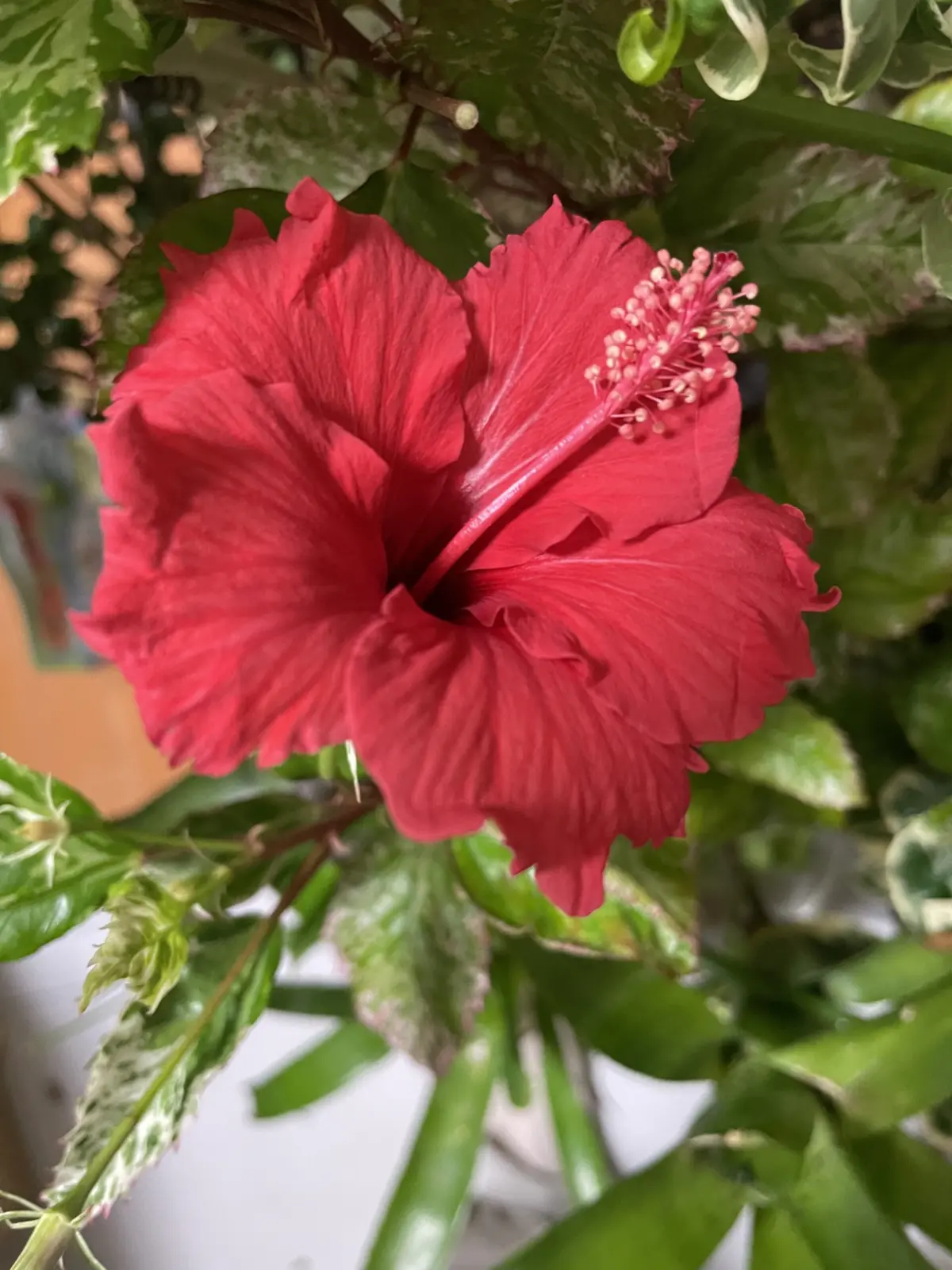 ハイビスカス　花　冬越し