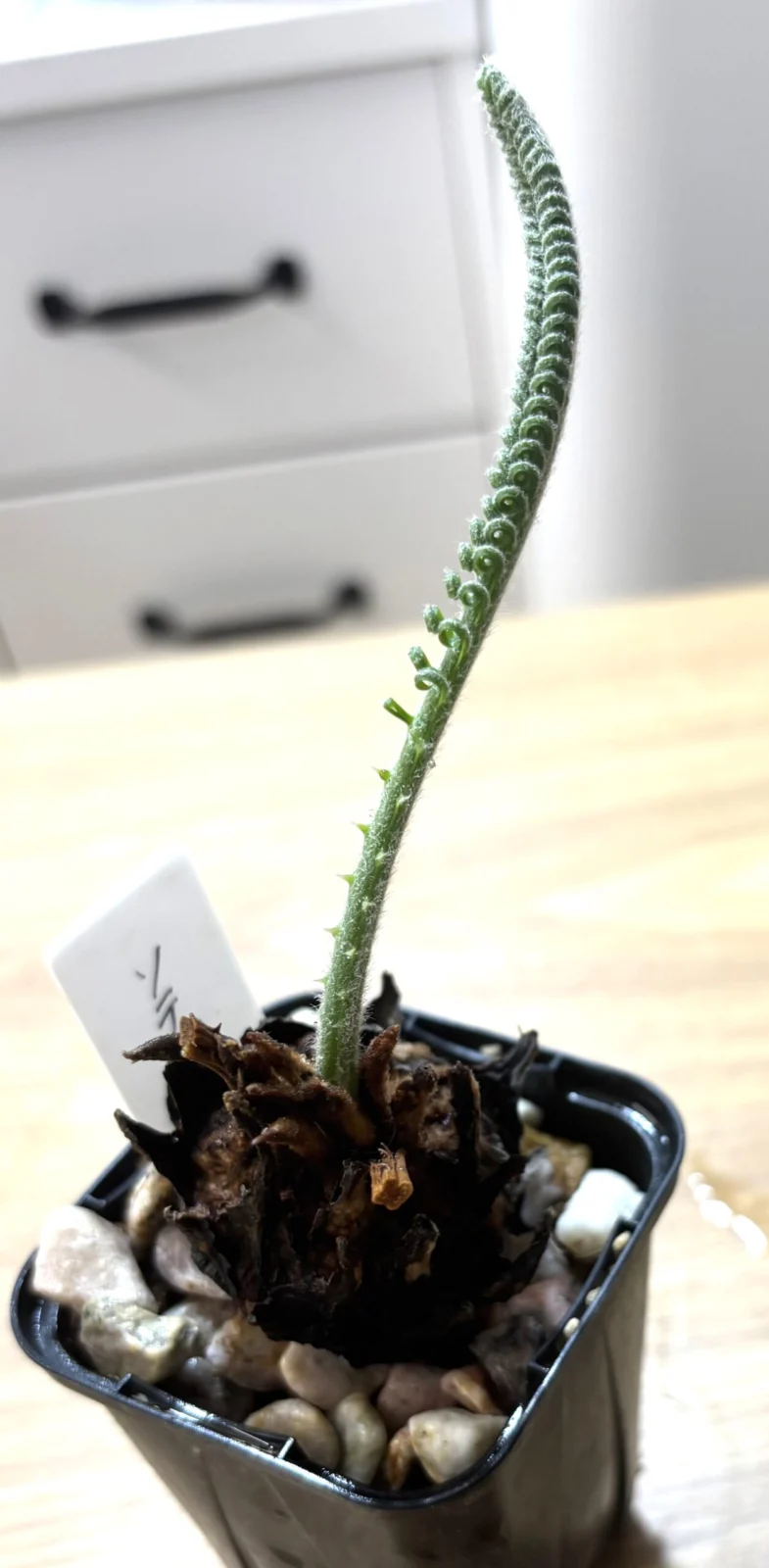 ソテツ