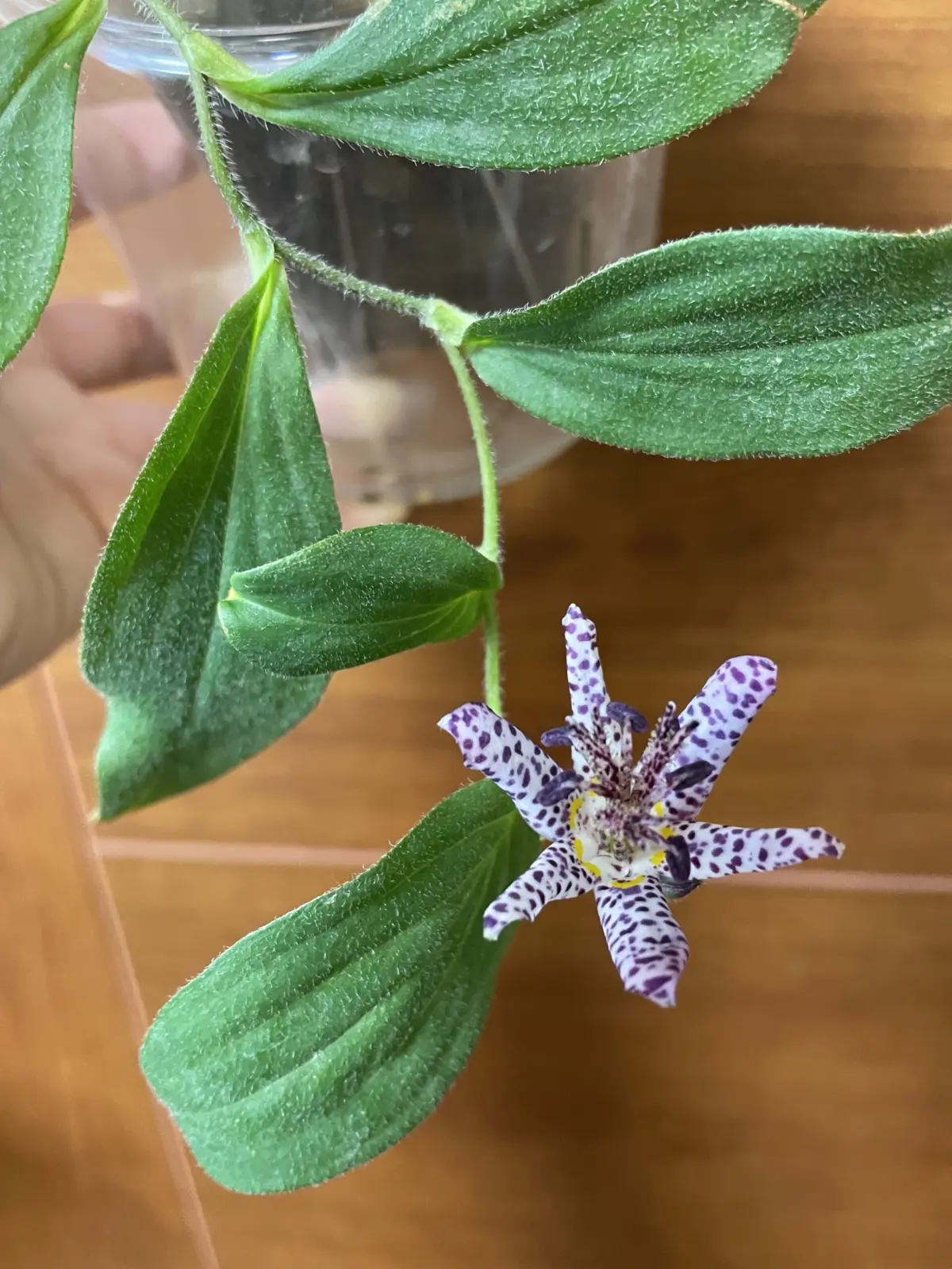 ホトトギス草　花