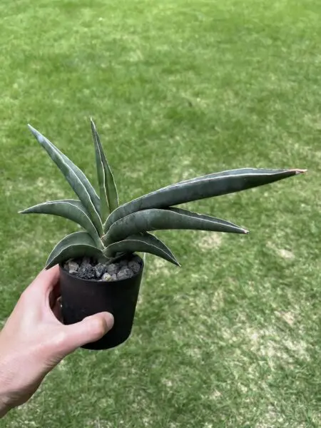 サンセベリア ロブスタブルー