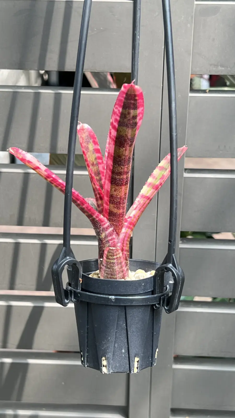 ネオレゲリア　ホワイトホットエンバー