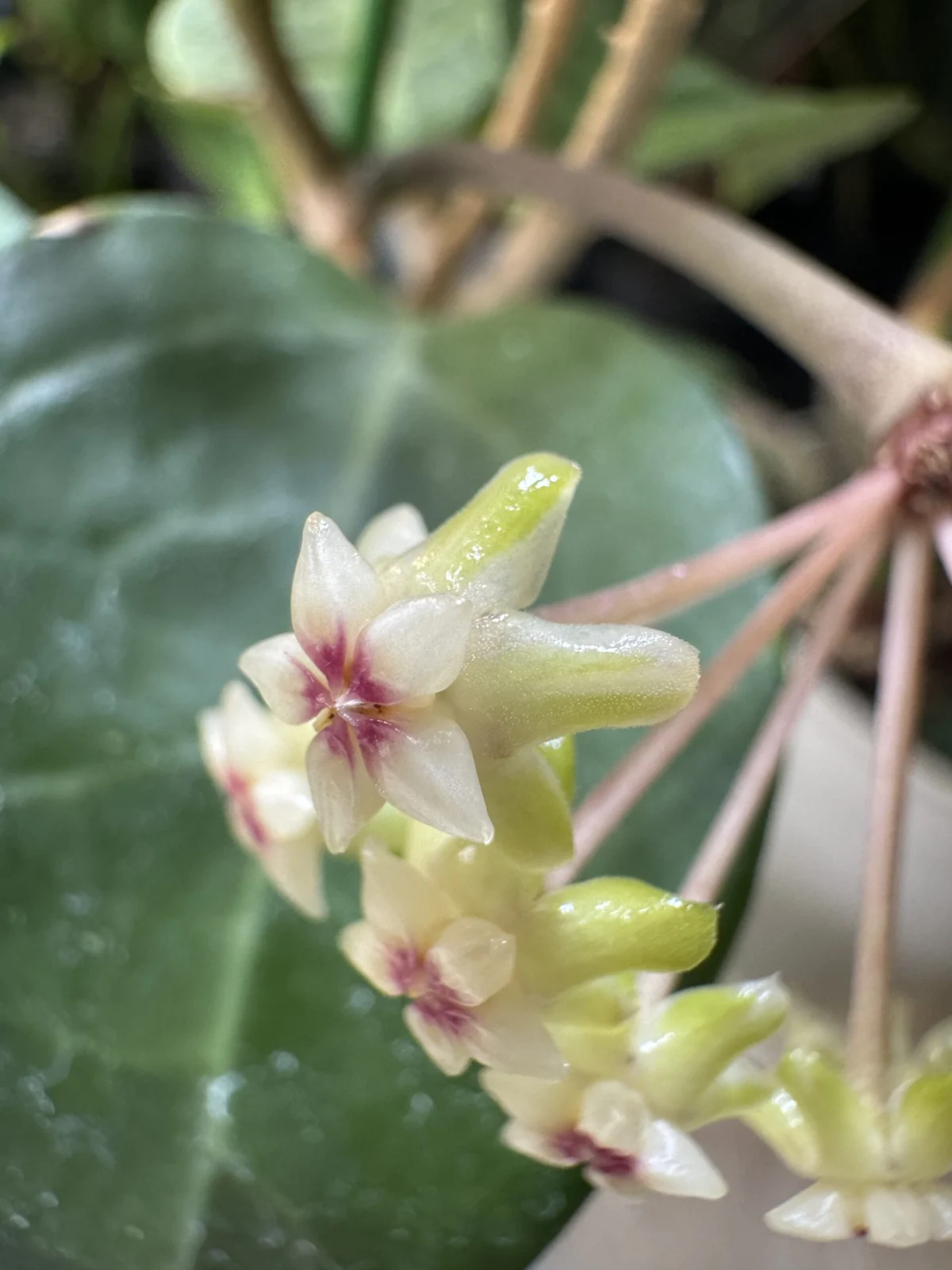 ホヤ　タンガムス　アルボマルギナータ　花