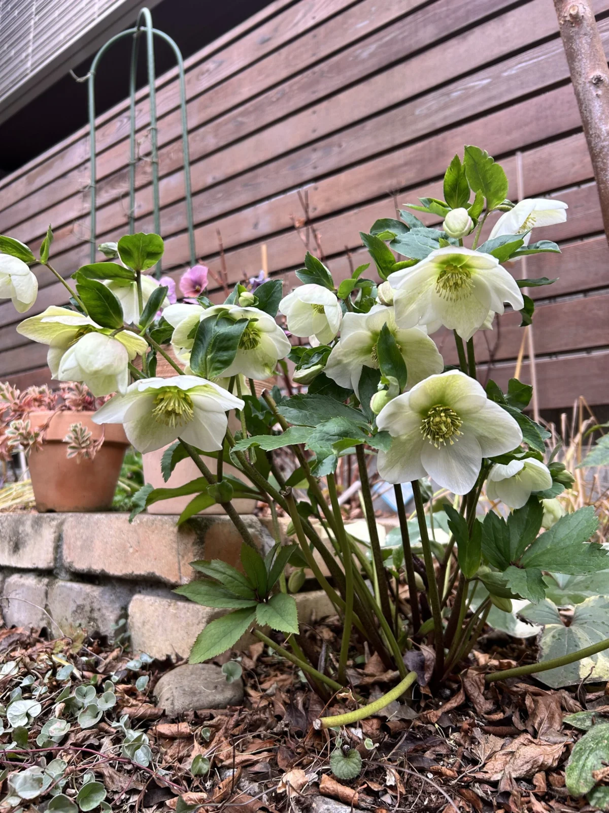 クリスマスローズ　スノーホワイト