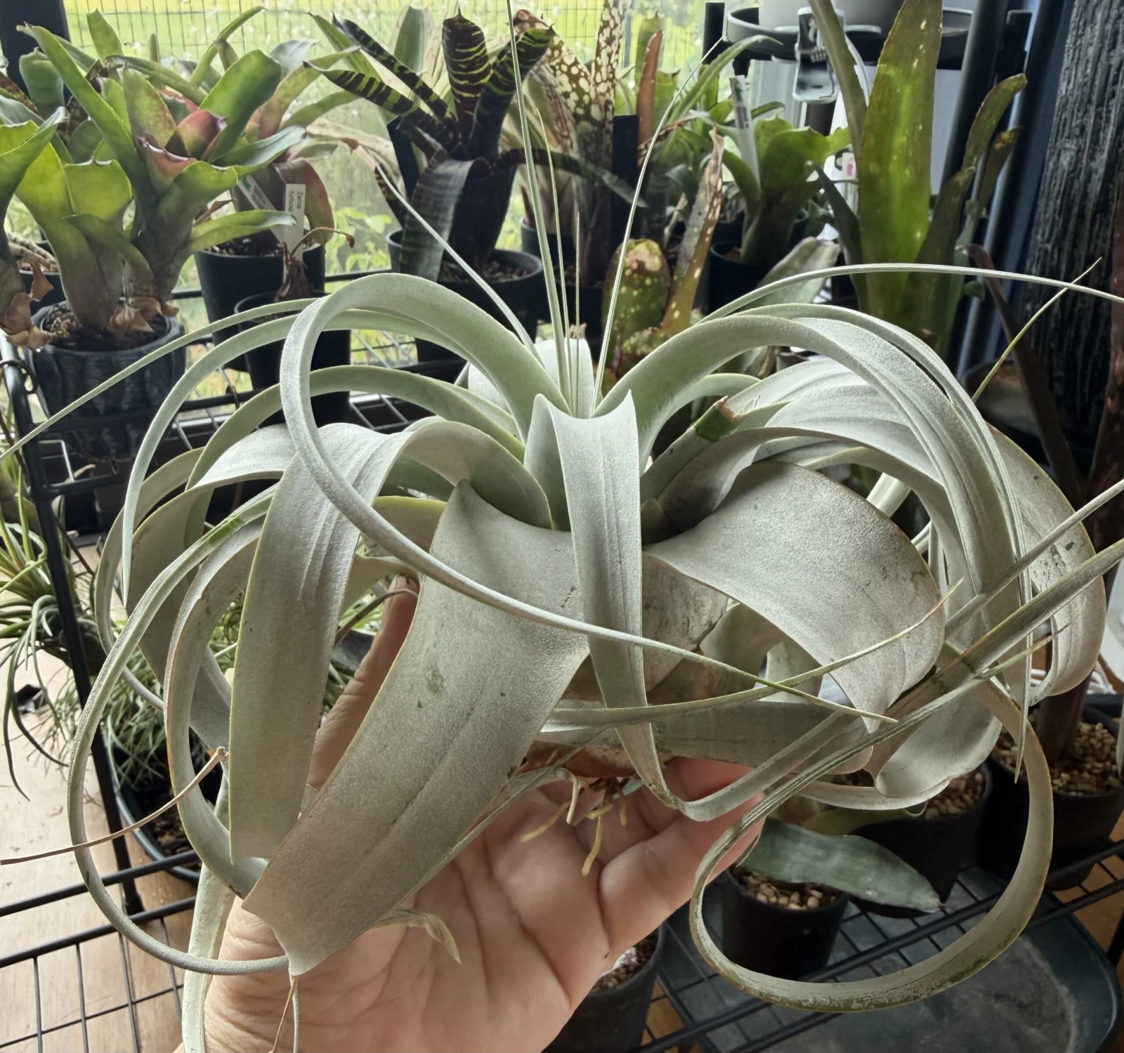 キセログラフィカ 発根