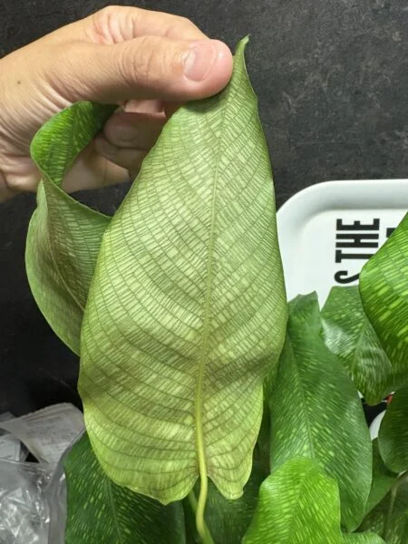カラテア　ムサイカ　ハダニ？