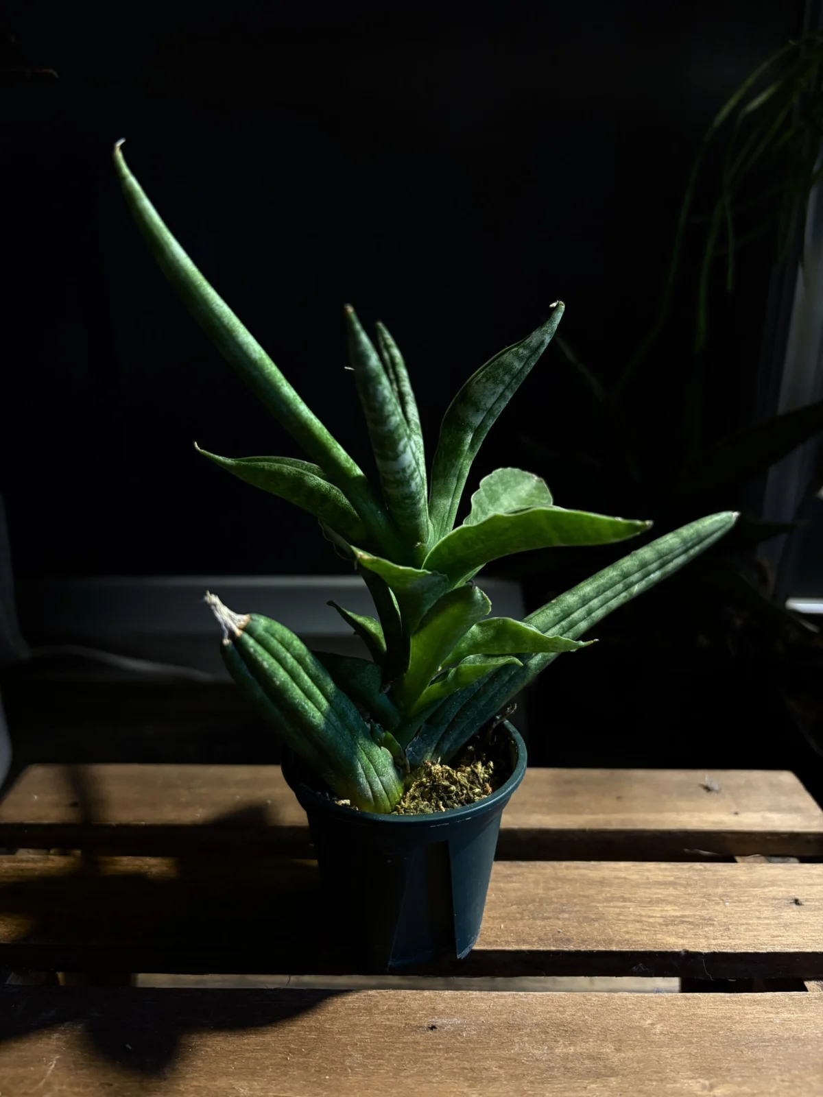 サンセベリア ボンセレンシス