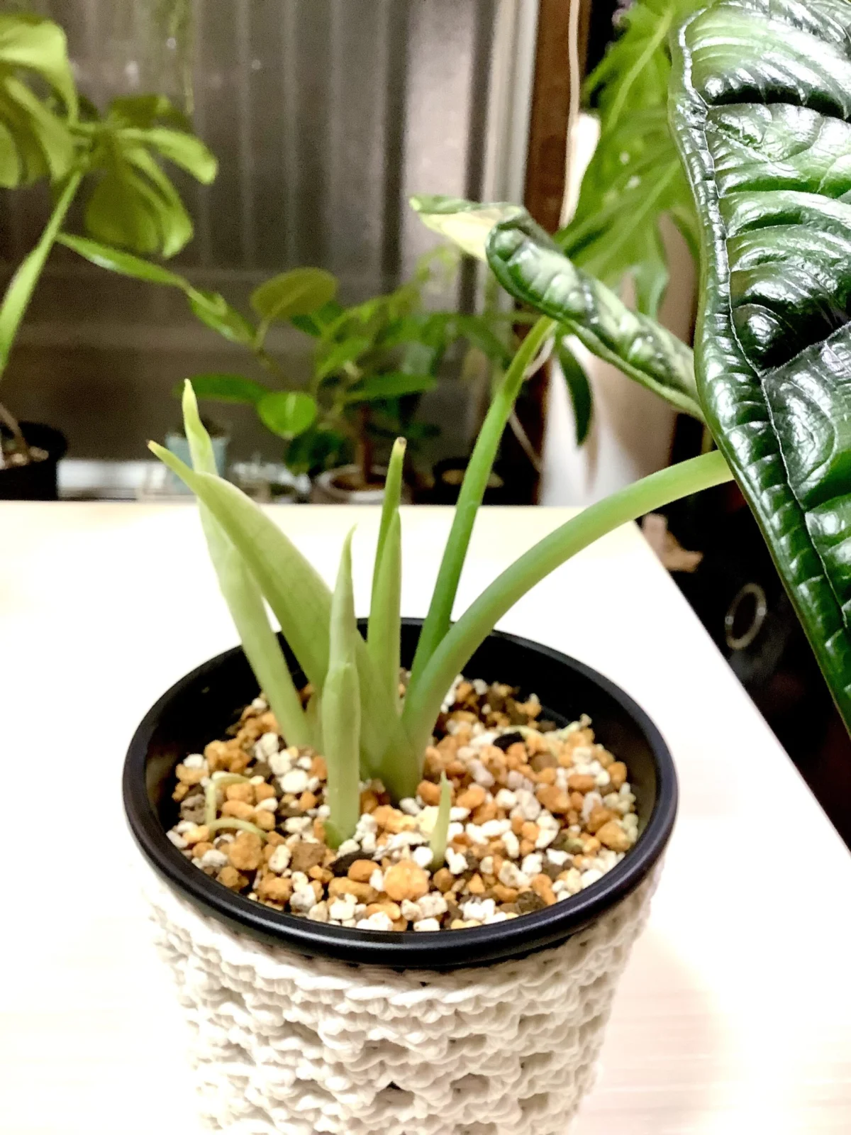 アロカシア　ドラゴンスケール