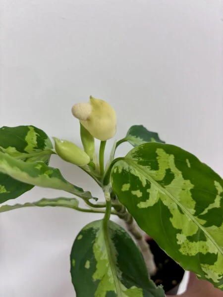 アグラオネマ　ピクタム
