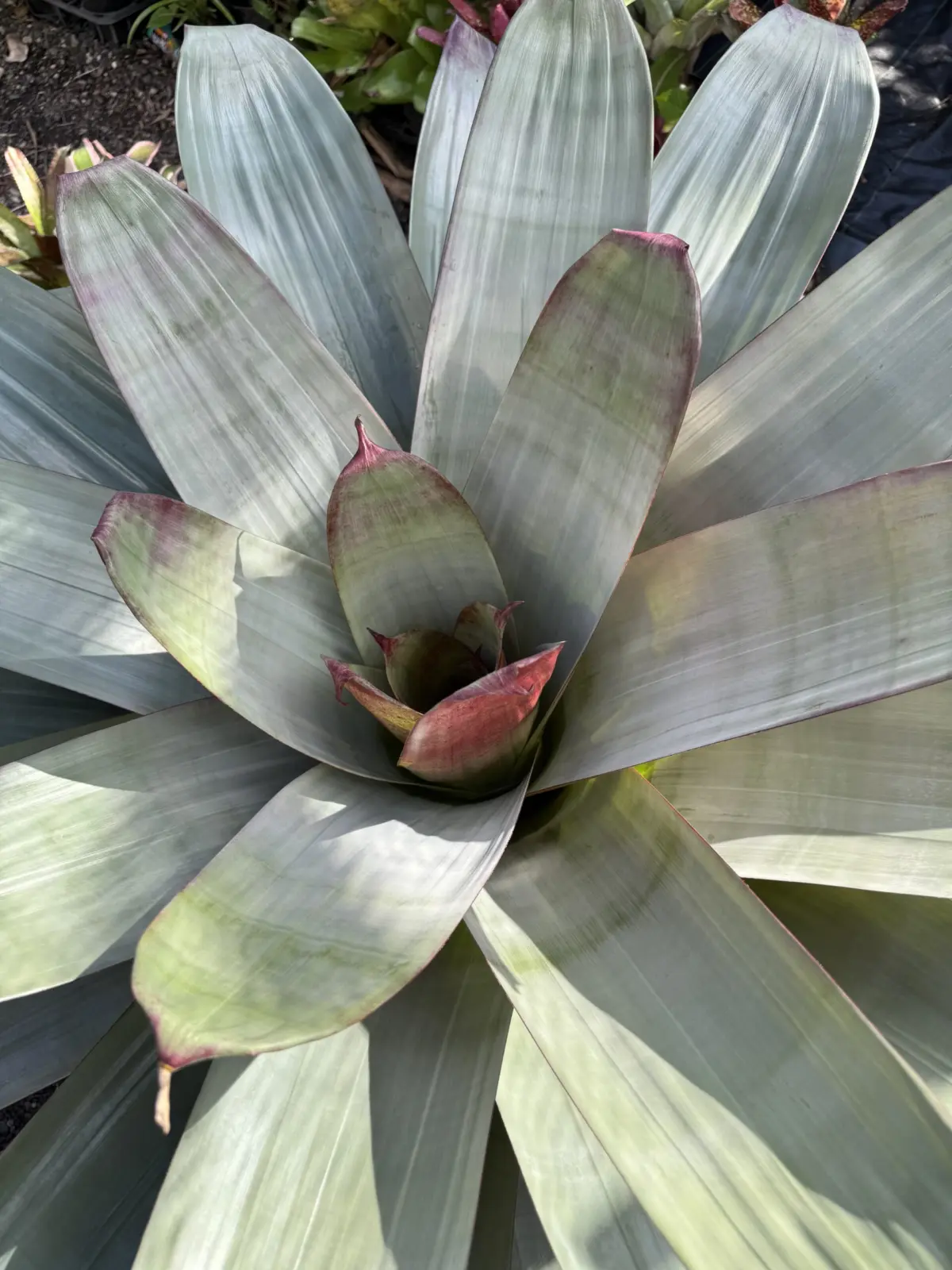 アルカンタレア Alcantarea imperialis ‘Rubra’